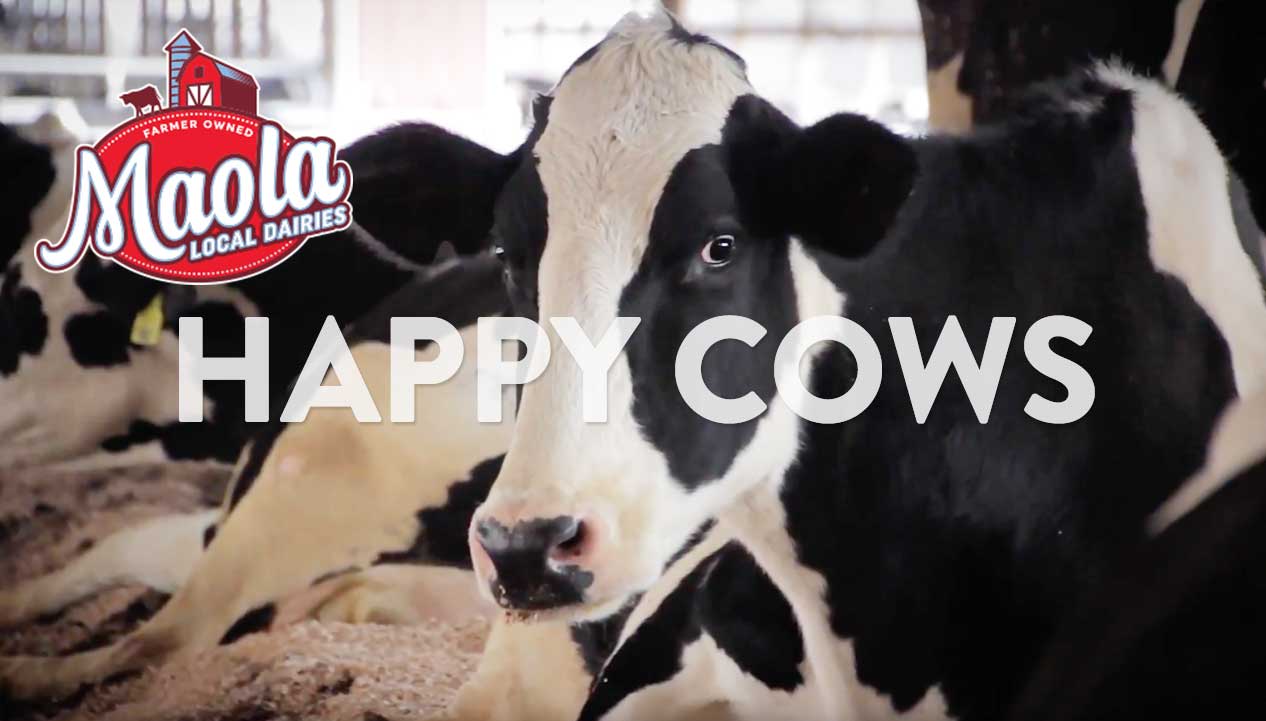 Maola Milk | Happy Cows