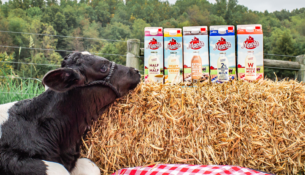 Maola Milk Blog Feature-Why Does Some Milk Last Longer