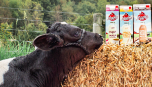Maola Milk Blog | Why Does Some Milk Last Longer