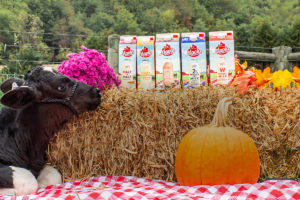 Maola Milk | Fall Pumpkin Header