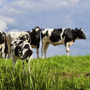 Unlocking a Cow’s Ability to Reduce Greenhouse Gases | Maola Milk