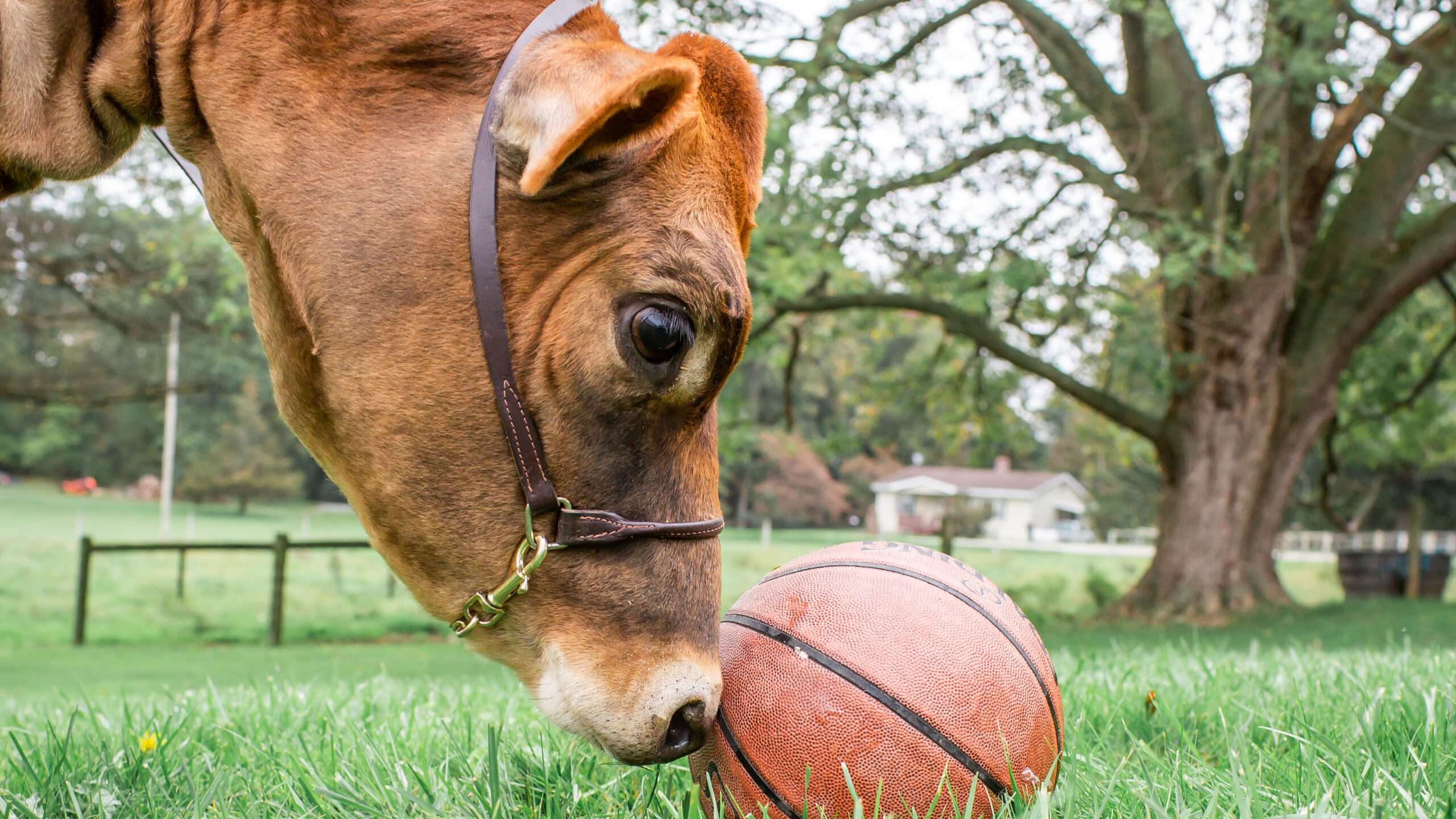 Cow pushing a basketball with its nose
